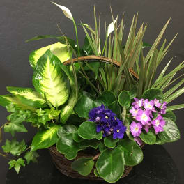 Purple Violet Dish Garden