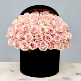 Dome of pale pink roses arranged in a round black hatbox-style container