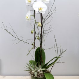 Cascading White Orchids - WeHo