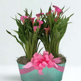 Pink calla lilies in a teal container with a pink ribbon