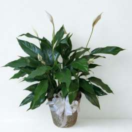Potted peace lily with white blooms and a white ribbon bow