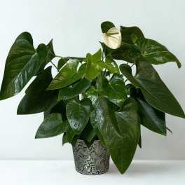 Potted plant with glossy dark green leaves and a single white bloom in a decorative metal container