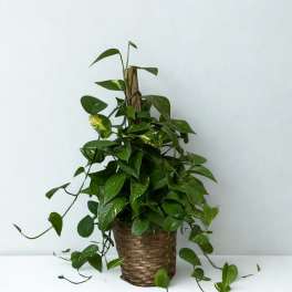 Potted pothos plant in a woven basket planter