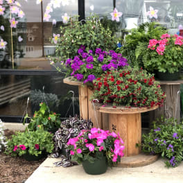 Potted flowering plants arranged on wooden spool tables outside a shop