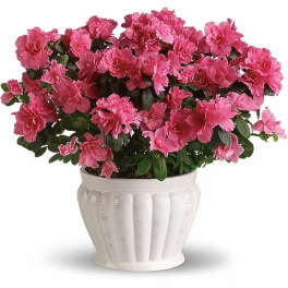 Azalea Plant