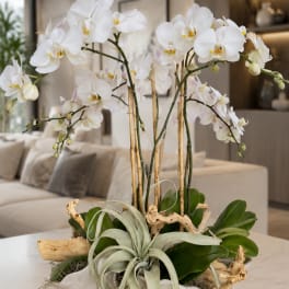 White orchid arrangement in a white bowl with air plants and driftwood