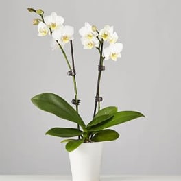 White orchid plant in a white pot