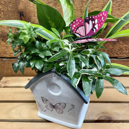 Potted green plant arrangement with a pink butterfly decoration