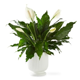 Comfort Planter by FTD