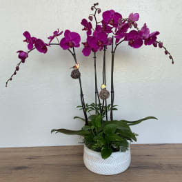 Potted magenta orchids in a white ceramic planter