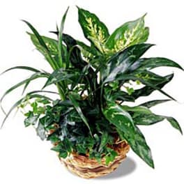 FTD Exotic Assortment