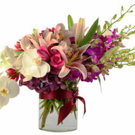 Orchid Elegance