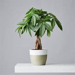 Money Tree