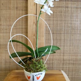 Mini Orchid Love