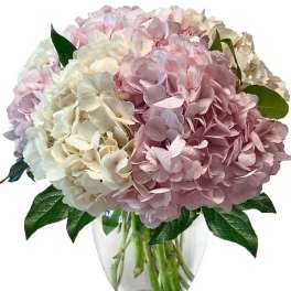 Pink and white hydrangea bouquet in a clear glass vase