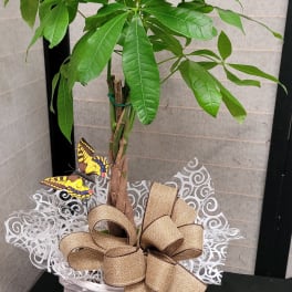 Potted money tree plant in a white basket with a burlap bow and butterfly picks