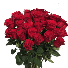 Bouquet of red roses with green foliage