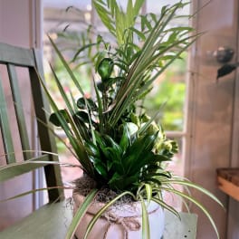 Potted green houseplant arrangement in a white ceramic container