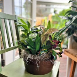 Potted tropical foliage arrangement in a brown ceramic bowl
