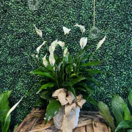 White calla lilies in a white basket with a burlap bow