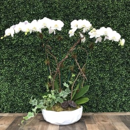 Orchids oasis