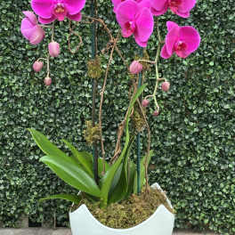 Pink orchid plant in a white ceramic planter