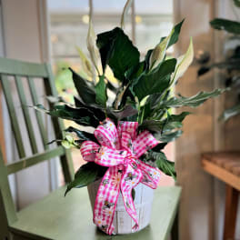 Potted peace lily with white blooms and a pink patterned ribbon