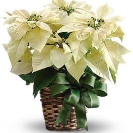 White Poinsettia