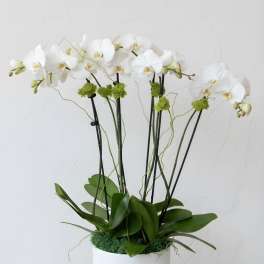 The perfect orchid arrangement