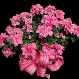 Pink flowering plant with a large checkered ribbon bow