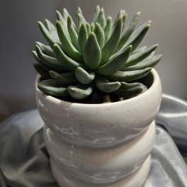Green succulent in a white ceramic pot