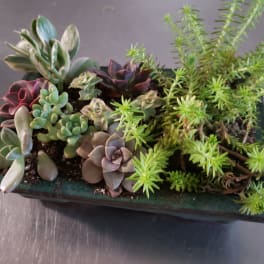 Succulent arrangement in a rectangular planter with mixed rosettes and trailing greenery