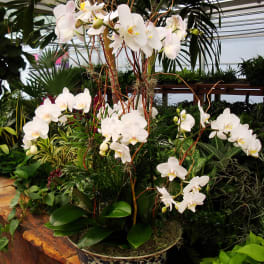 White orchids arranged in a decorative ceramic pot