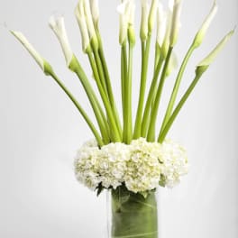 White calla lilies in a clear glass vase with white hydrangeas