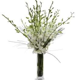 White orchid arrangement in a tall clear glass vase