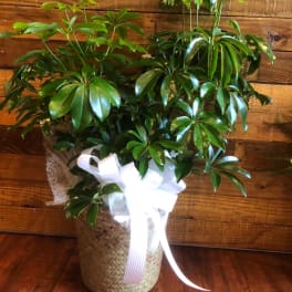 Potted green houseplant in a woven basket with a white ribbon