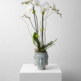 Buddha Orchid