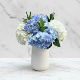 Blue and white hydrangeas arranged in a white vase