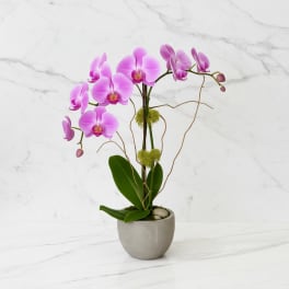 Double Stem Orchid in Color