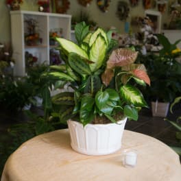 Potted tropical foliage plant in a white ceramic container