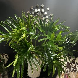 XL Split Leaf Philodendron Plant
