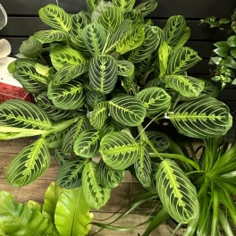The Red Prayer Plant