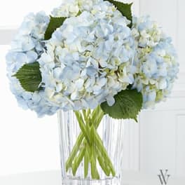 Blue hydrangea bouquet in a clear glass vase