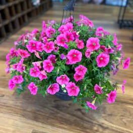 Hanging basket of bright pink petunias
