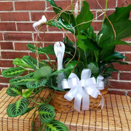 Basket arrangement of white peace lilies and trailing green foliage with a white bow