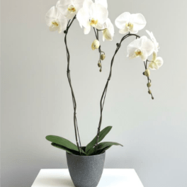 White orchid plant in a gray pot on a white pedestal