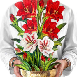 Scarlet Amaryllis Pop-Up Bouquet