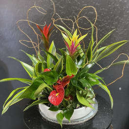Tropical plant arrangement with red and pink blooms in a white container