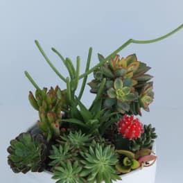 Succulent arrangement in a white bowl with a small red cactus
