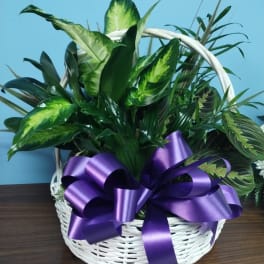 Basket of assorted green houseplants with a purple ribbon bow